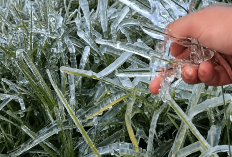 Dieng Kembali Membeku Hingga Minus 6 Derajat Celsius, Petani Terancam Gagal Panen