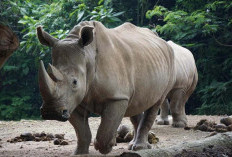Tak Hanya Badak Jawa, Ini 8 Satwa Khas Indonesia yang Terancam Punah Menurut IUCN