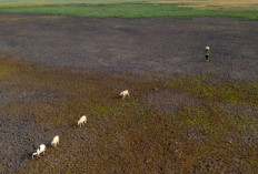 Waduk Cipancuh Mengering di Tengah Kemarau Panjang, Irigasi Sawah Terancam