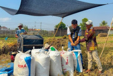 Pengadaan Beras Bulog Lampung Naik 19,13 Persen, Tembus 241 Ribu Ton