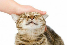 Bukan Cuma Gemas, Ini yang Terjadi pada Otak Saat Kamu Mengelus Kucing
