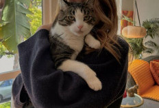 Filosofi Dengkuran: Mengapa Menjadi Pecinta Kucing Adalah Sebuah Seni Kehidupan 