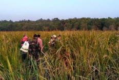 Karhutla TN Way Kambas Kembali Muncul, Titik Api Baru Ditemukan di Braja Selebah