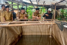 Gubernur Mirza Tinjau Penerapan PHC di Lampung Timur, Petani Akui Hasil Panen Singkong dan Sawit Meningkat