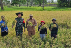 Kampung Wanam Papua Selatan Diproyeksikan Jadi Lumbung Pangan, Pemerintah Kembangkan Sawah Modern