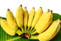 Pisang Jadi Buah Terbanyak di Pesawaran, Ternyata Bisa Diolah Jadi Camilan hingga Menu Sehat