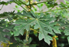 Baru Tahu! Ternyata Daun Pepaya bisa Jadi  Racun Alami Basmi Hama, Ini dia Cara Pembuatannya