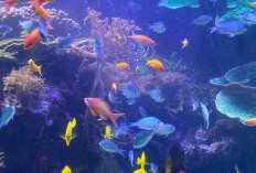 Hobi Memelihara Ikan Hias Kembali Ramai, Anak Muda Ikut Tertarik