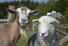 Peneliti UGM Kembangkan Potensi Kolagen Kulit Kambing dan Domba untuk Kesehatan