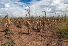 Pemerintah Siapkan Strategi Hadapi El Nino, Ketahanan Pangan Diupayakan Tetap Terjaga