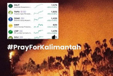 Kebakaran Hutan Meluas di Kalimantan, Saham Perusahaan Sawit Malah Naik