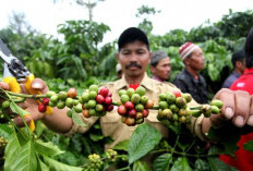 Ekspor Kopi Lampung Belum Pulih, Pasokan dari Musim Panen Masih Bertahap