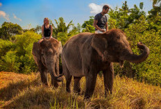 Wajib Tahu! Indonesia Resmi Larang Wisata Tunggangi Gajah