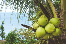 Manfaat Air Kelapa Muda untuk Tubuh yang Perlu Diketahui
