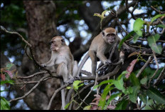 Monkey Forest Tourism Park, Wisata Hutan di Bandar Lampung yang Masih Jarang Diketahui Wisatawan