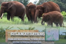 Hutan dan Satwa Terancam di TN Tesso Nilo, Upaya Terbaru Kemenhut Pasca Banjir Sumatera