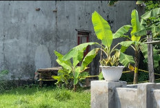 Diduga Terlibat Kasus Aborsi, Pegawai Pemkot Bandarlampung Serahkan Diri ke Polisi