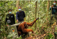  46 Orangutan Diselamatkan dari Kepungan Karhutla Kalbar, Delapan Dipindahkan ke Hutan Lindung Batu Nyambu