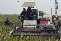Petani Mitra Adhyaksa Lampung Timur Buktikan Sawah Tetap Produktif di Tengah Ancaman El Nino
