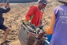 Debit Sungai Juwana Menyusut, Warga Pati Panen Ikan Sapu-Sapu