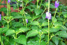 Kenali Daun Pecut Kuda, Herbal Tradisional dengan Beragam Khasiat