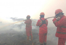 1.040 Hektare Hutan Harapan Dilalap Api, Habitat Harimau dan Gajah dalam Bahaya