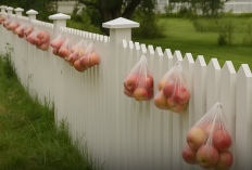 Warga Norwegia Bagikan Hasil Panen dengan Menggantungnya di Pagar Rumah: Tradisi Berbagi yang Semakin Mendunia