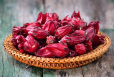  Bukan Sekadar Minuman Segar, Ini Manfaat Luar Biasa Bunga Rosella dan Cara Aman Mengonsumsinya