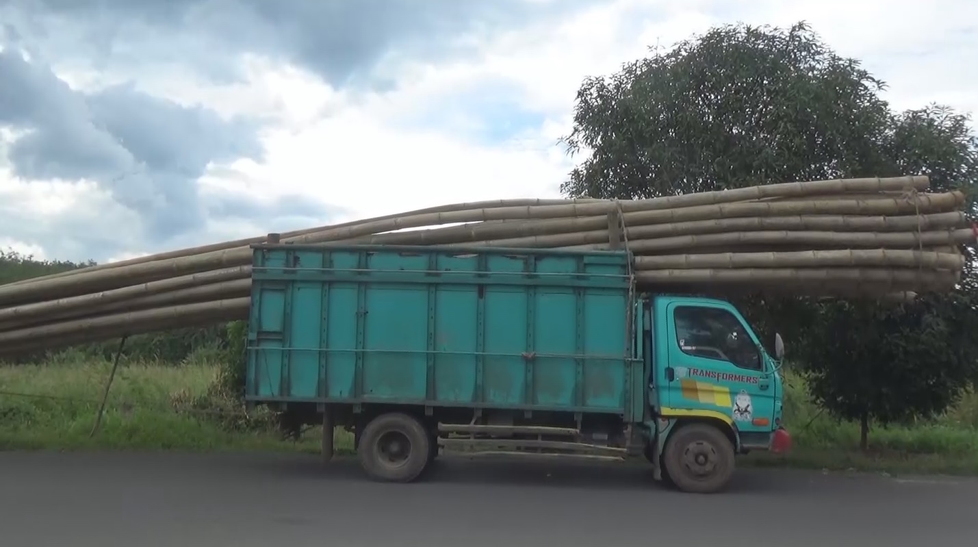 Tebang Bambu di Hutan Kawasan 4 Orang Ditangkap