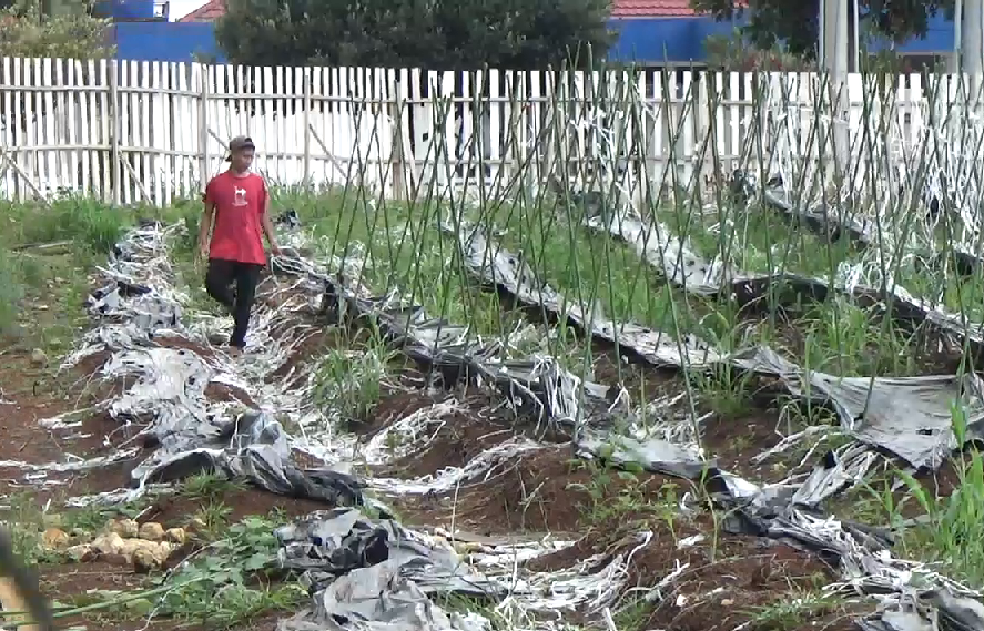 Sengketa BPU dan Unila, Kongsi Kebun Melon Berujung Kejaksaan