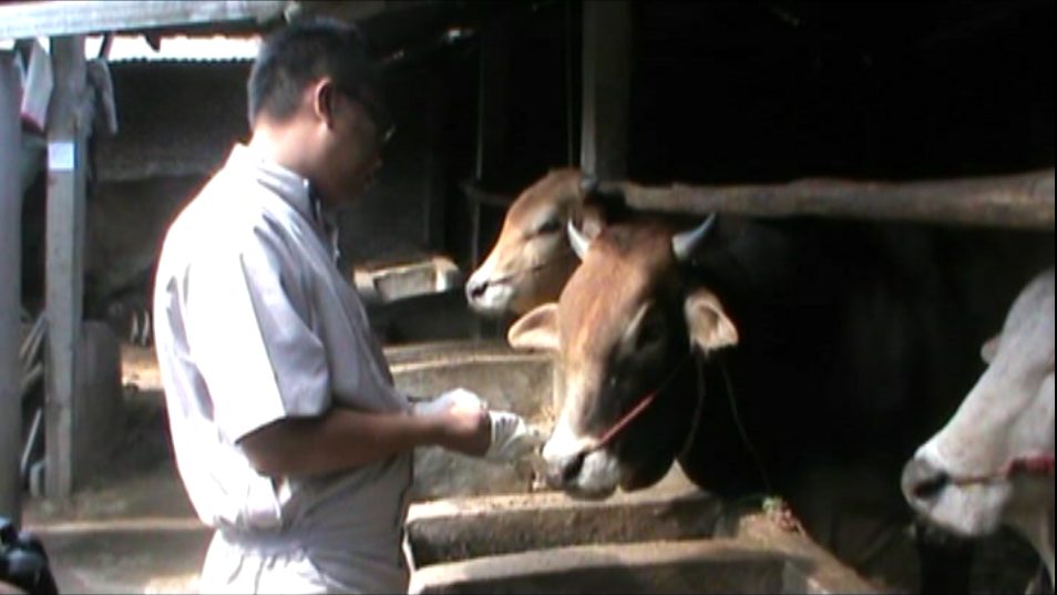 4 Sapi Mati, Pemerintah Gerak Cepat Lakukan Vaksinasi Jembrana