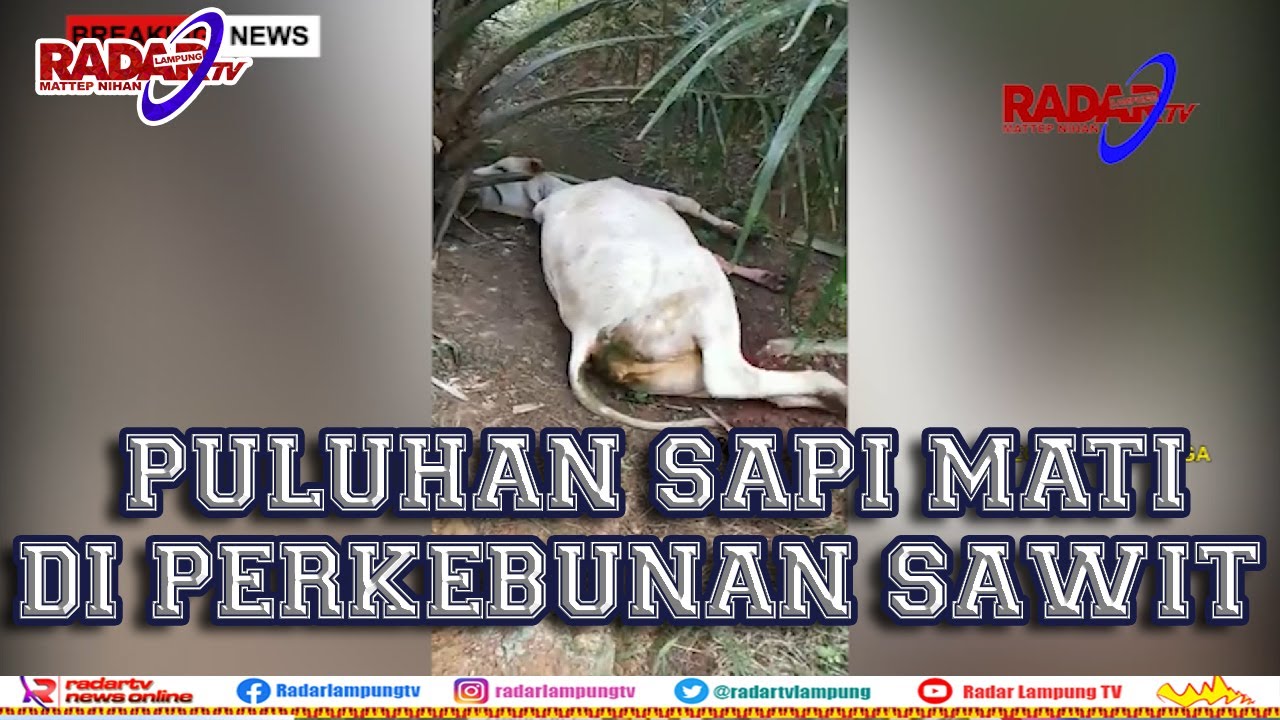 VIRAL : Puluhan Sapi Mati Keracunan Di Perkebunan Sawit