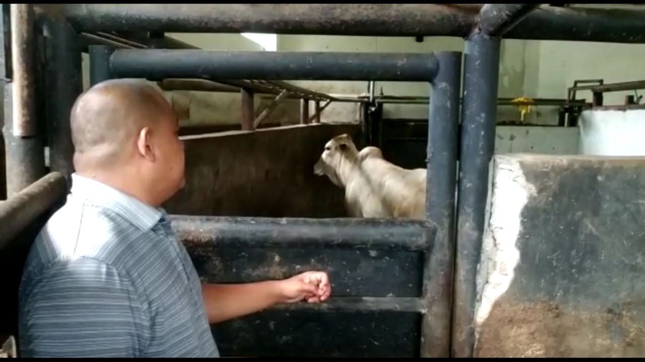 Rumah Potong Hewan Kurangi Pemotongan Sapi