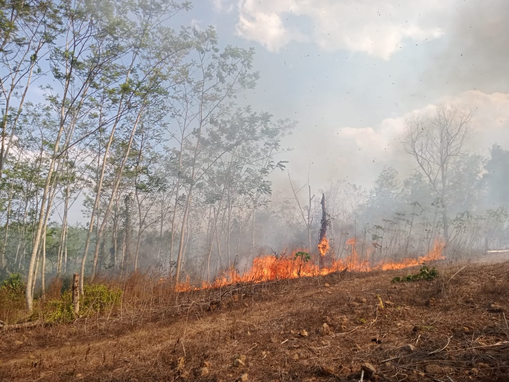 Kebakaran Lahan PTPN VII Dibiarkan Hingga Merembet Ke Perkebunan Warga