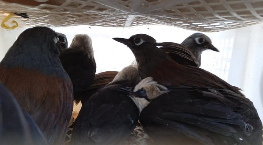 Penyeludupan 634 Ekor Burung Asal Jambi Digagalkan