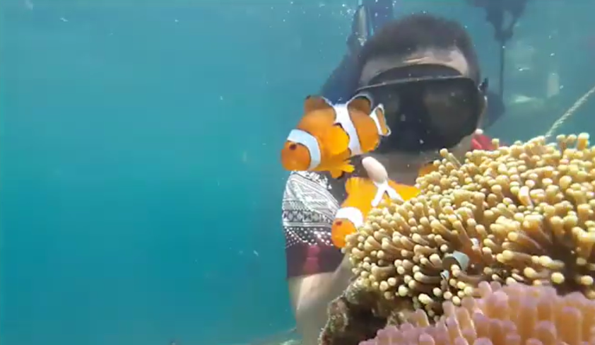 Nikmati Keseruan Bermain Dengan Nemo, Terumbu Karang dan Jernih Laut Pahawang